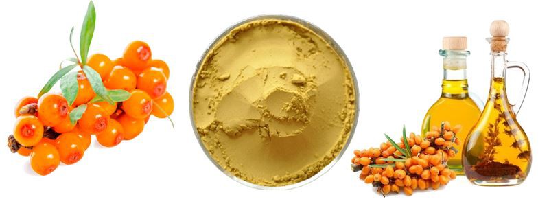 sea buckthorn extract