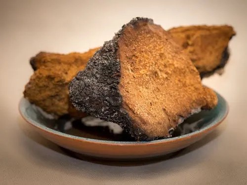 chaga dried chaga dried